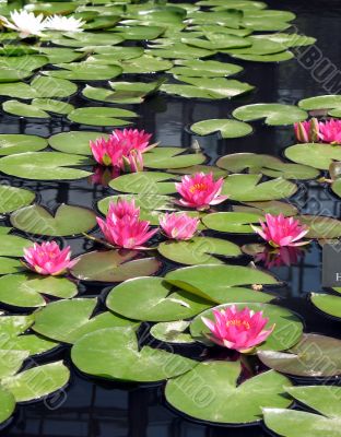 Water lilies