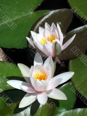 Water lilies