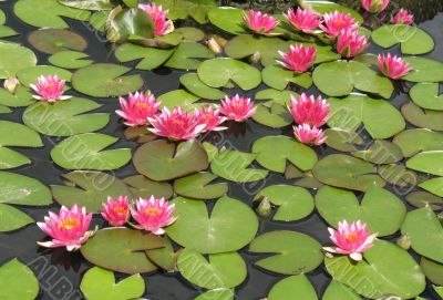 Water lilies