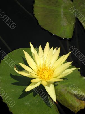 Water lily
