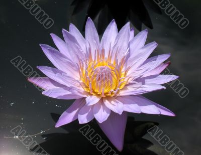 Water lily