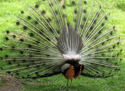 Peacock