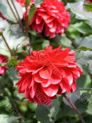 Dahlia
