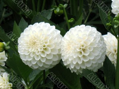 Dahlia
