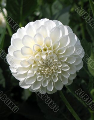 Dahlia