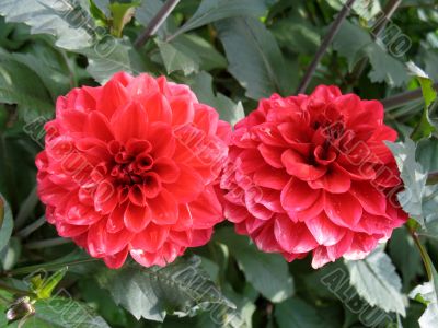 Dahlia