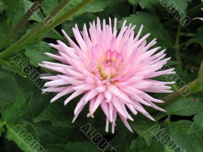 Dahlia