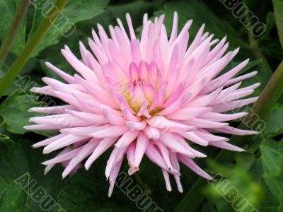 Dahlia