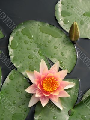 Water lily