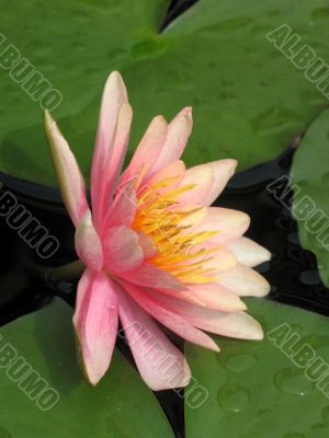 Water lily