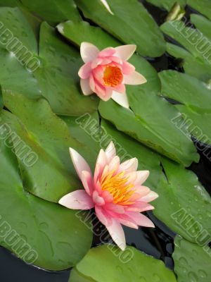 Water lilies