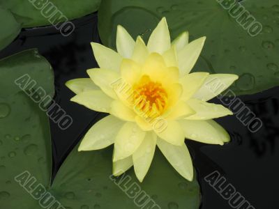 Water lily