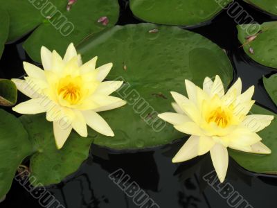 Water lilies