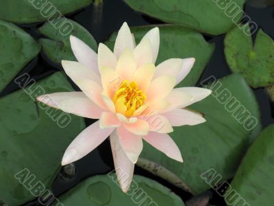 Water lily