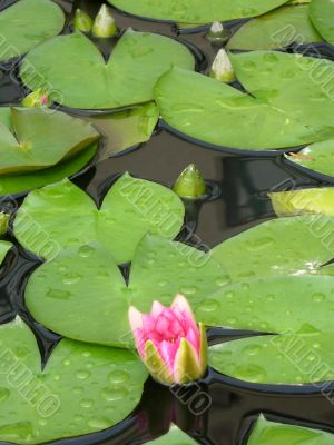Water lily