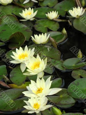 Water lilies