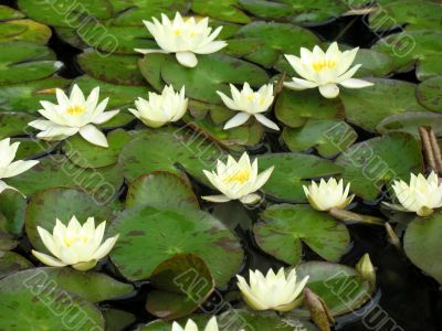 Water lilies