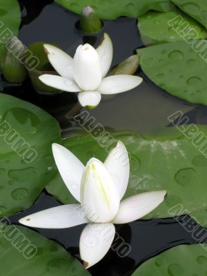 Water lilies