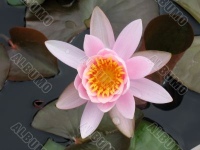 Water lily