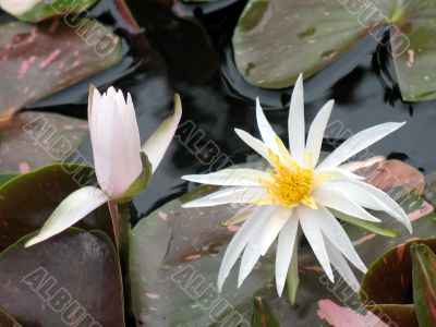 Water lilies