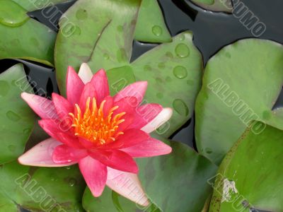 Water lily