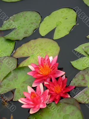 Water lilies