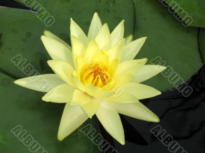 Water lily