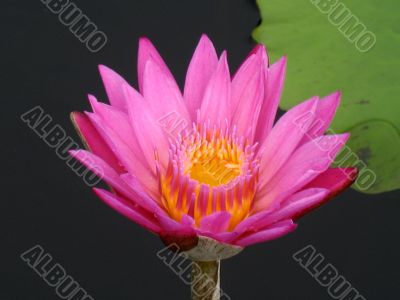 Water lily