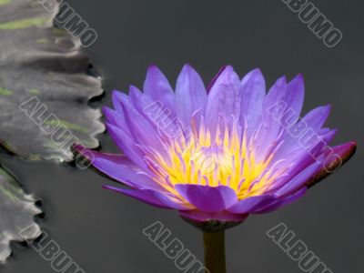 Water lily