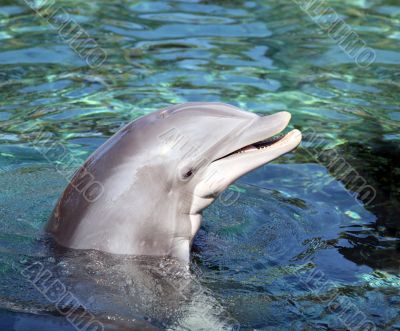 Bottle Nosed Dolphin smiling