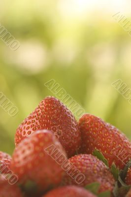 Strawberry