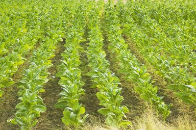 Tobacco Plantation