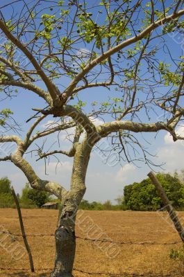 Fruit Tree