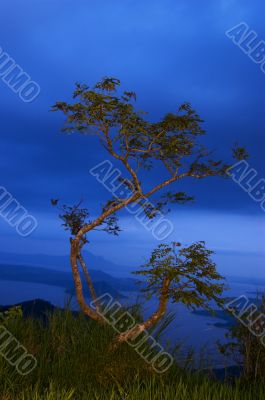 Tree