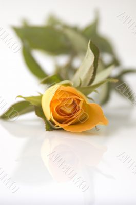 Yellow Rose