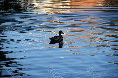 swimming duck