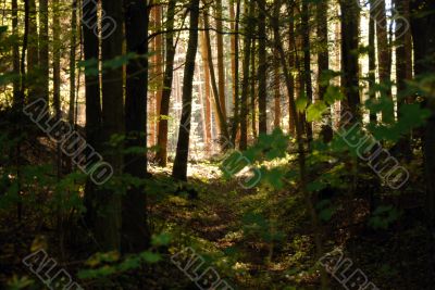 dark forest
