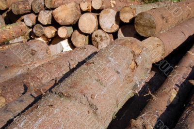 Wood piles