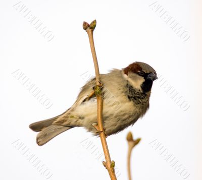 Sparrow on branch