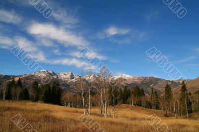 Mountain Meadow 24