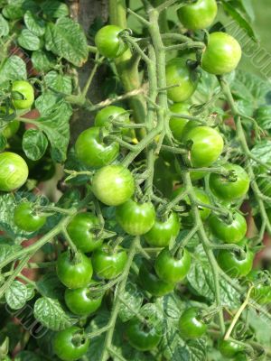 Tomato