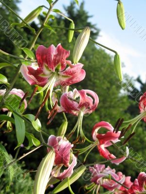 Lily in a garden