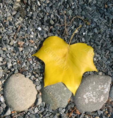 Yellow leaf