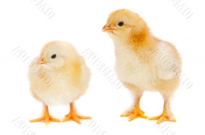chickens