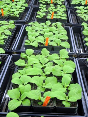 Greenhouse