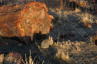 A rabbit in a Petrified forest