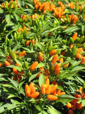 Ornamental pepper