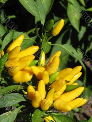 Ornamental pepper
