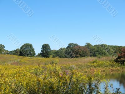 Meadow
