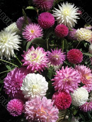Dahlia
